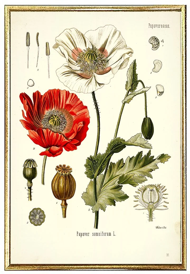 Antique Replica Poppies Art Print Antique Replica Poppies Art Print