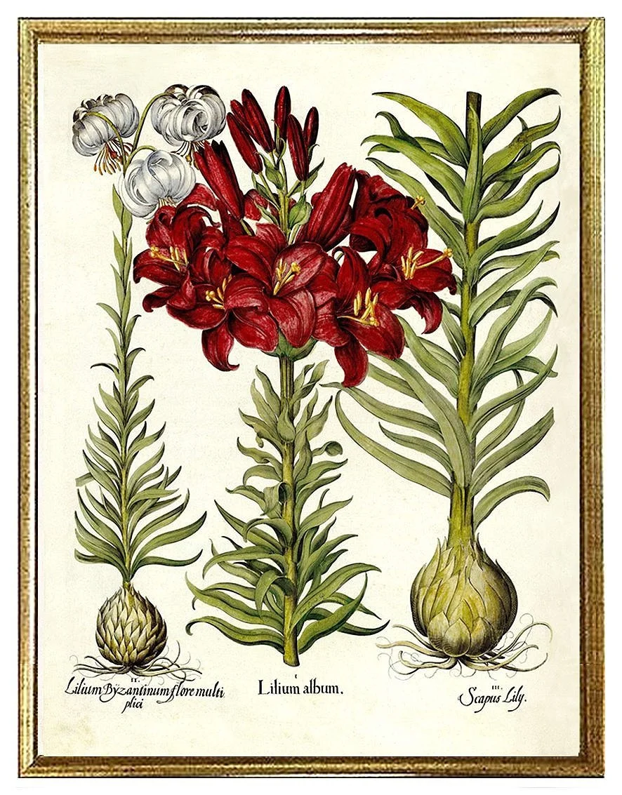 Vintage Lilium (Lily) Botanical Art Print Vintage Lilium (Lily) Botanical Art Print