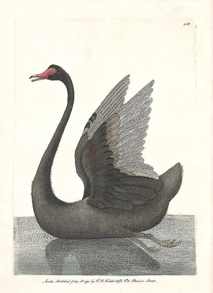 Antique Replica Swan Art Print Antique Replica Swan Art Print