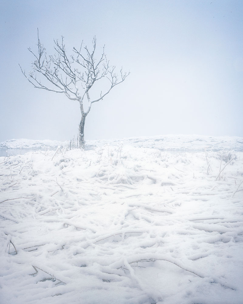 罗弗敦(Lofoten)有太多积雪,以至于我不知道该带我去哪儿,直到其中一个人说:“有没有我们可以拍照的美丽树木?”