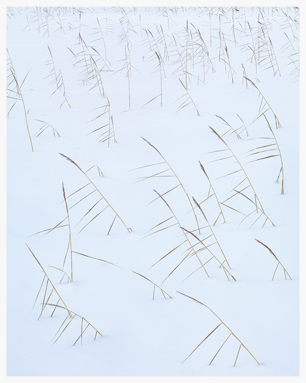 里德,《少年湖》,2011年11月,图片©Hans Strand。经同类许可使用。