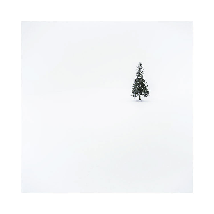 (遥远)圣诞树,北海道美瑛,2017年1月图片©Bruce Percy 2017