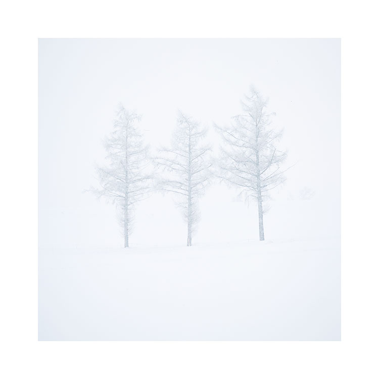 一场暴风雪中的树木,北海道,2017年1月图片©Bruce Percy 2017