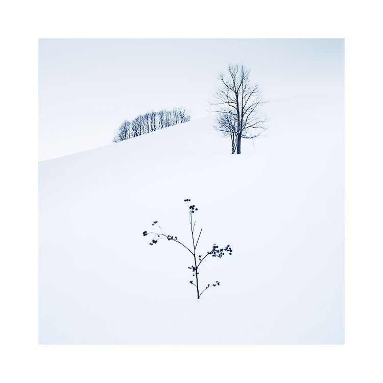 Copse,树&蕨类植物,北海道,2018年。图片©布鲁斯珀西。