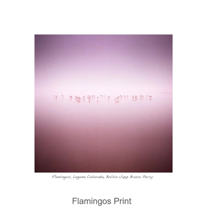 flamingos-print.jpg.