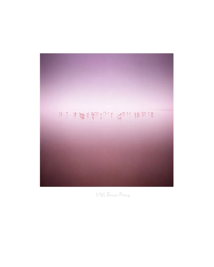 Altiplano-Flamingos-print.jpg