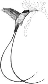 hummingbird photography