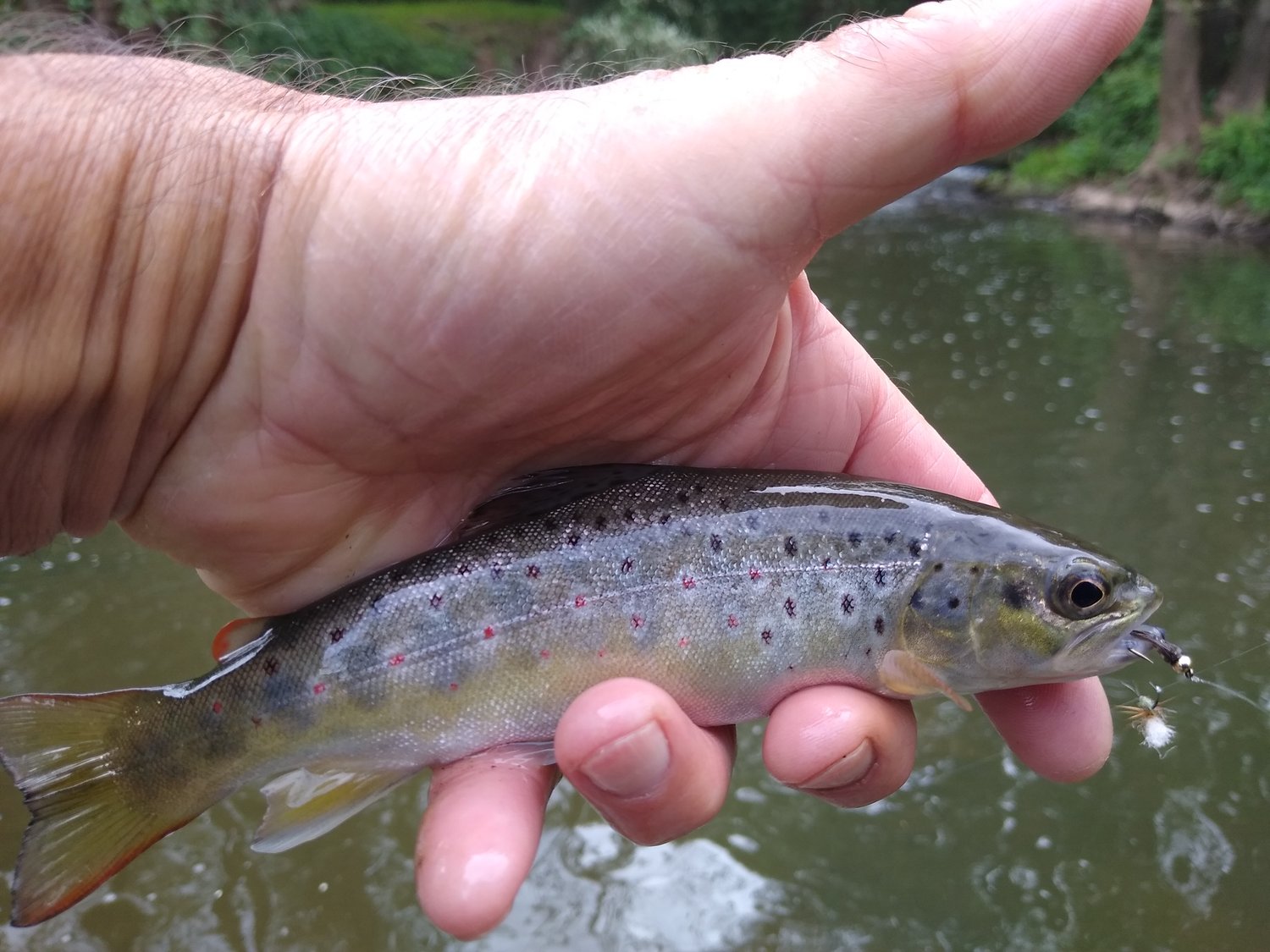 Gloucester Angling Club