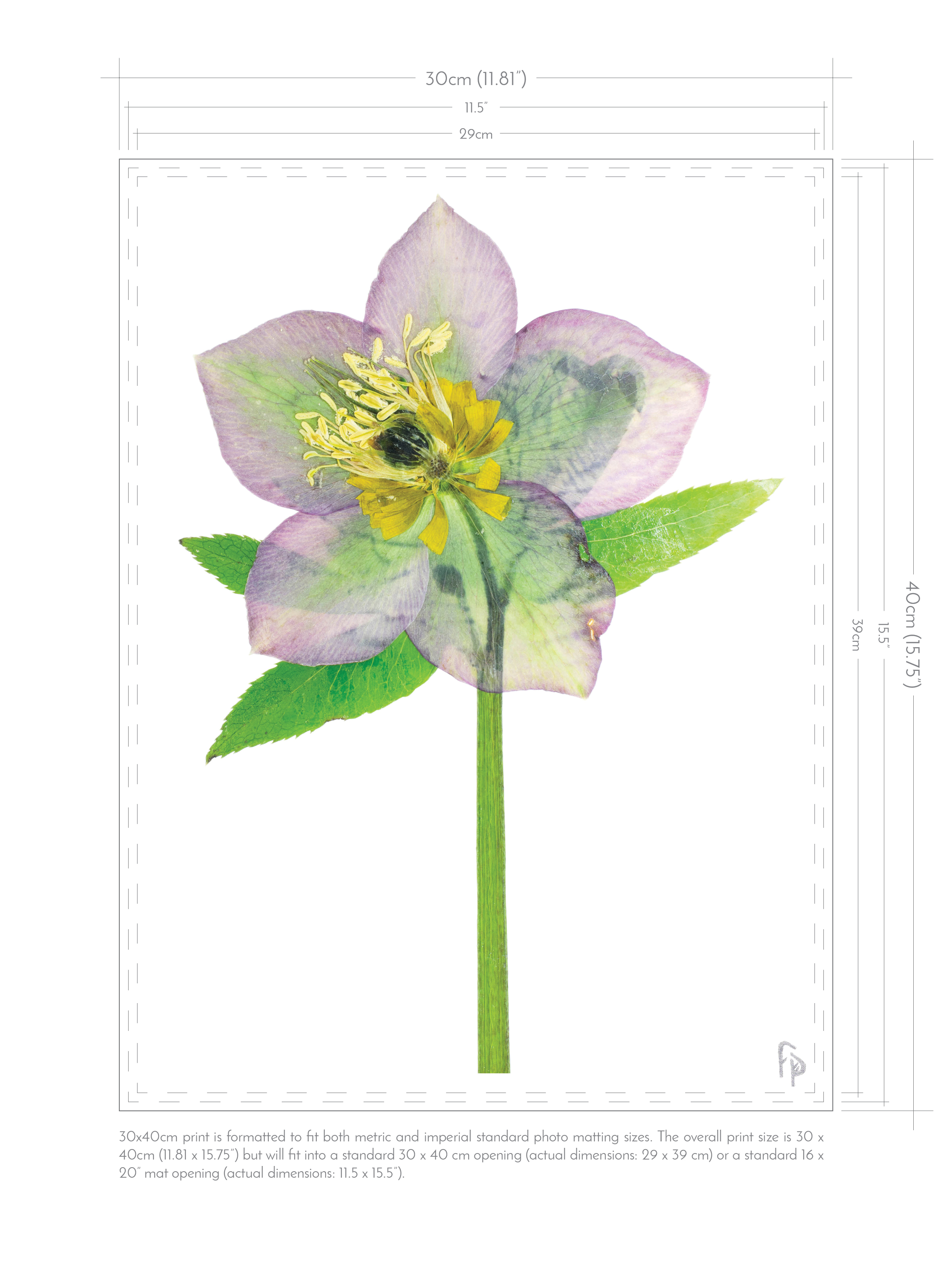 Helleborus Orientalis Hellebore Fine Art Print Freshly Pressed