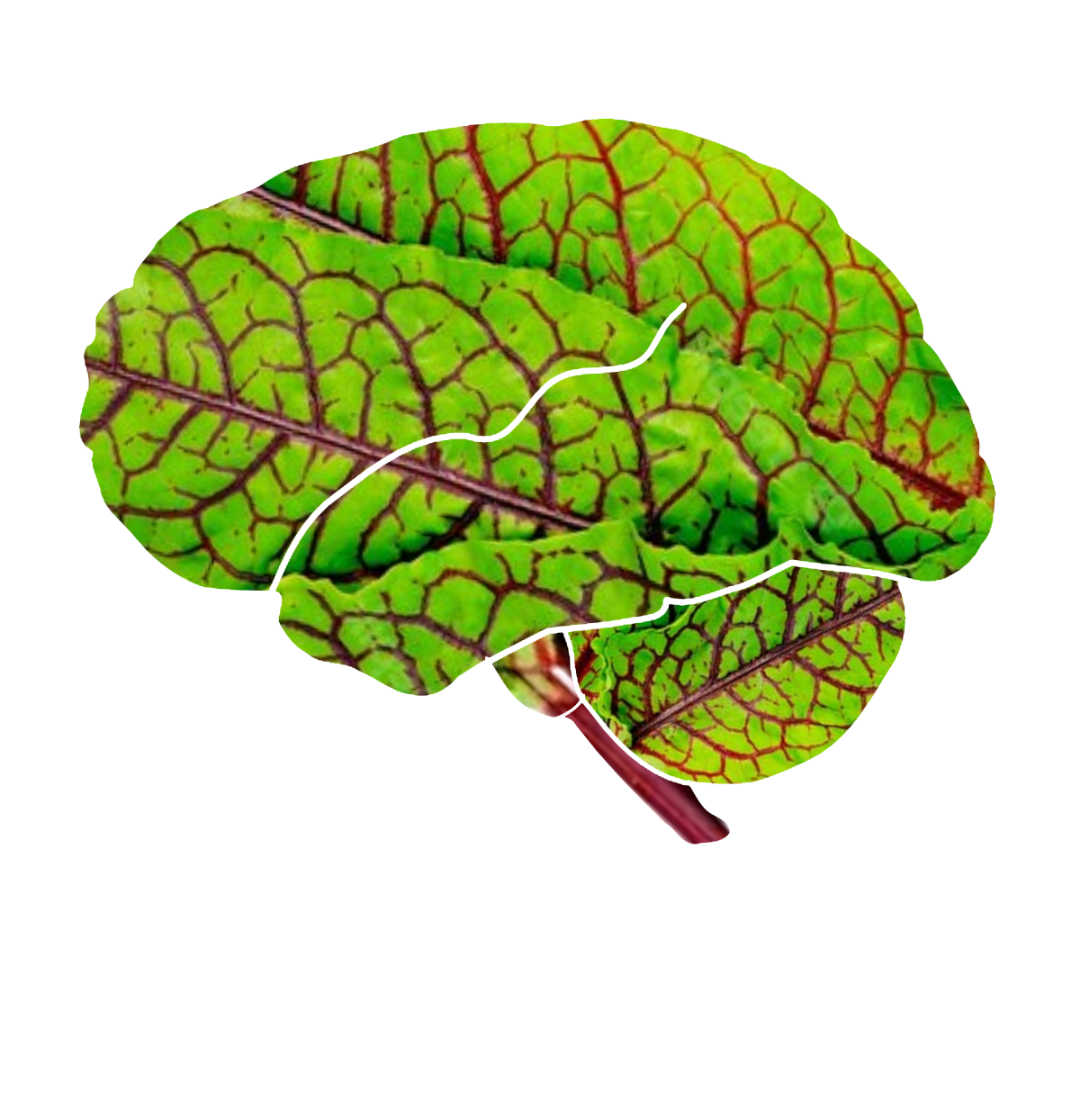 Newire