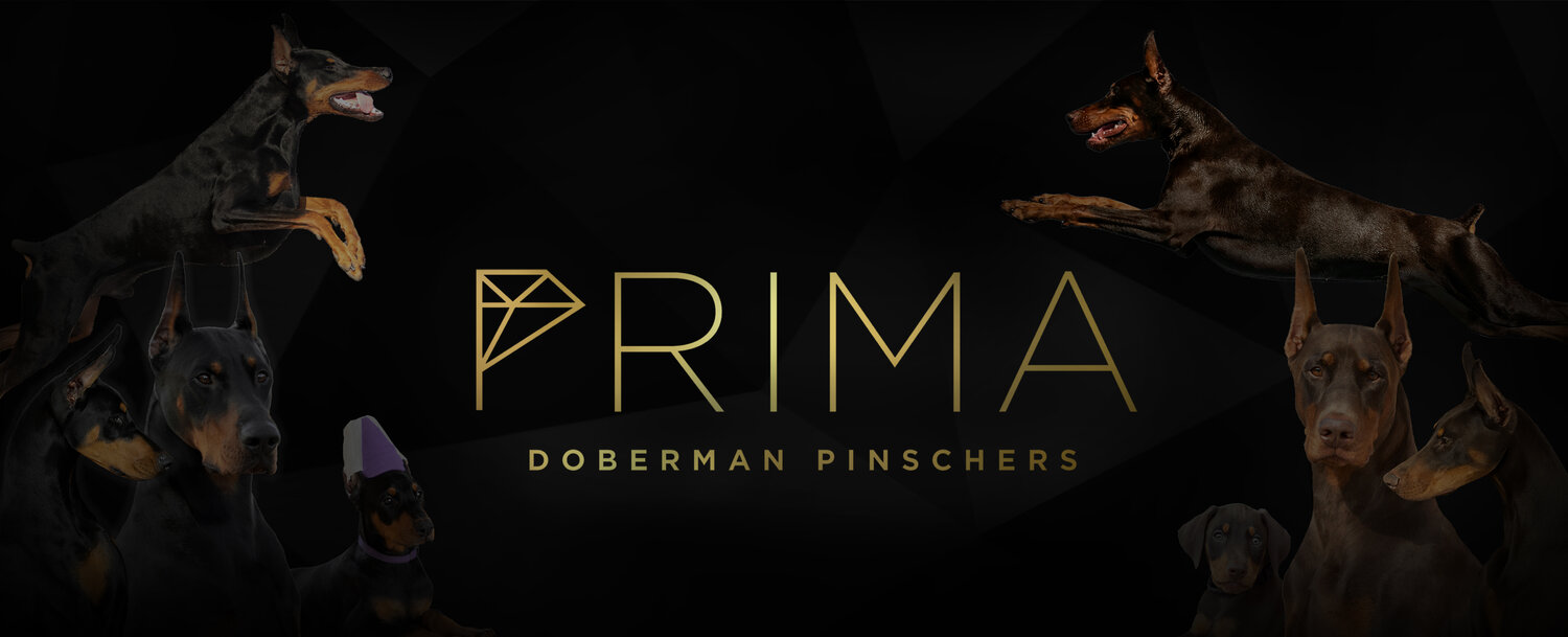PRIMA Dobermans