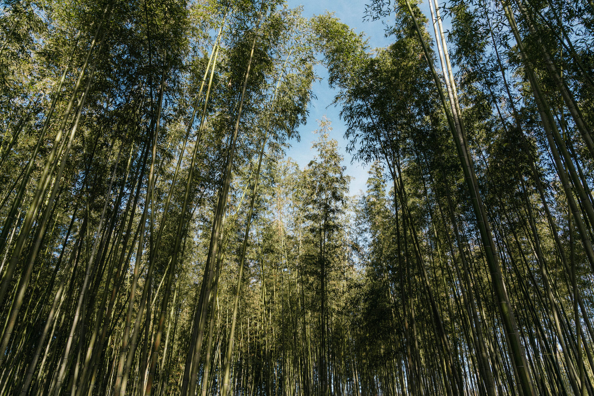 进入公园的Arashiyama竹林是超级拥挤的,我们遵循了通过主要道路的装配线的感觉,但我们试图在不同的部位转身并发现一些更安静的区域。抬头并感受到竹树的广阔真是太棒了。
