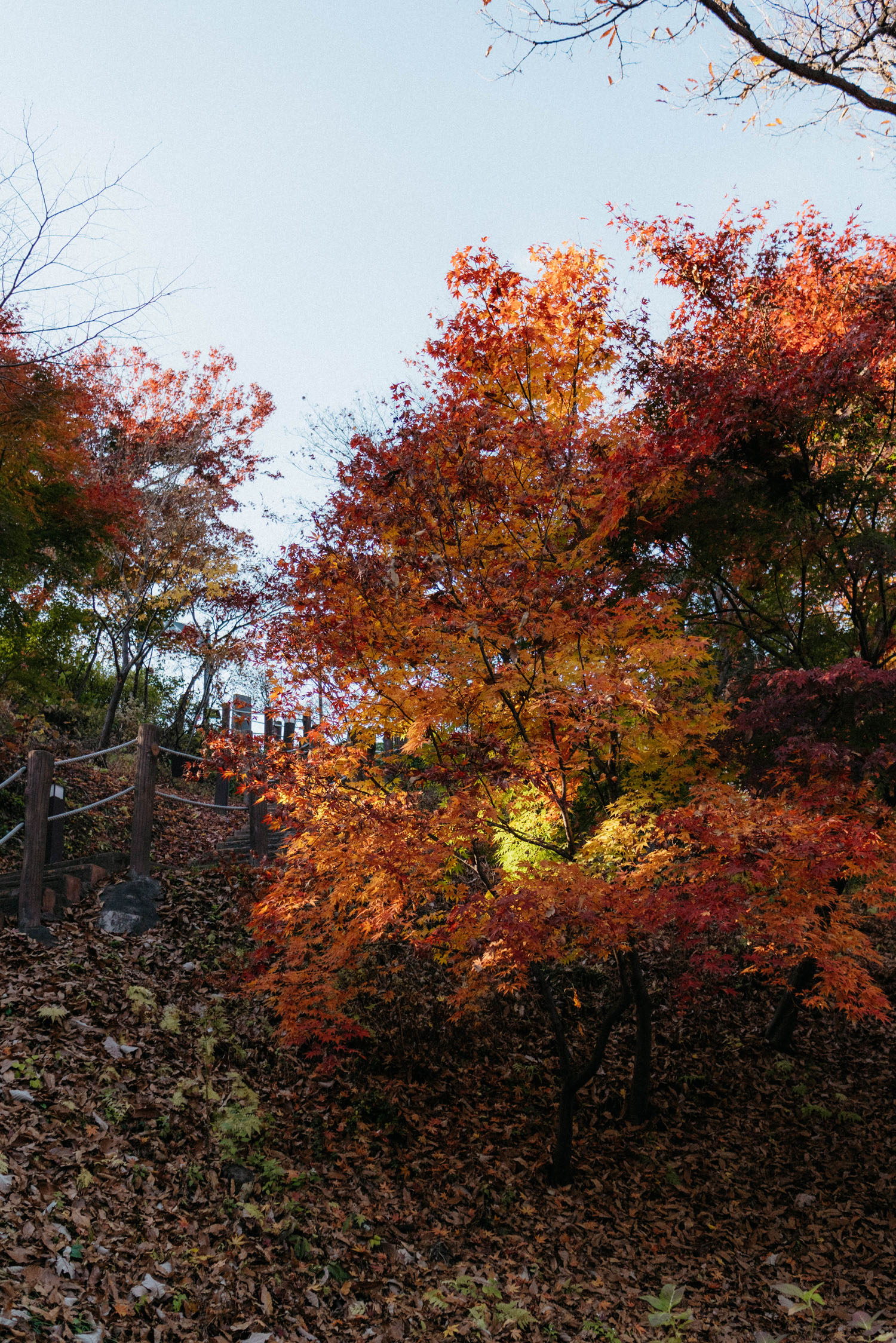 _dsc3531.jpg.