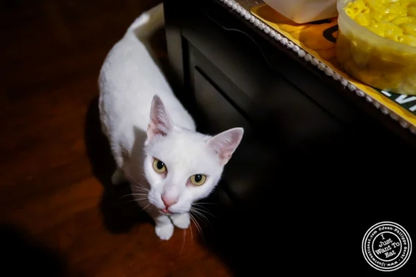 猫嗅到鸡肉 克鲁克 - U鸡在霍博肯,NJ