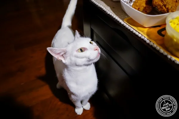 猫嗅到鸡肉 在霍博肯,NJ的克鲁克 - 你鸡
