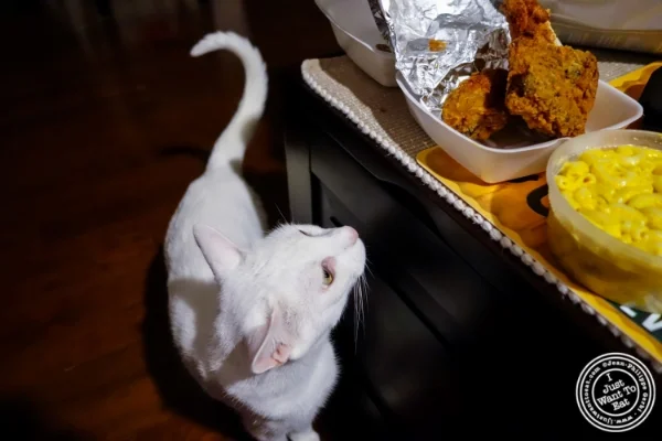 猫嗅到鸡肉 在霍博肯,NJ的克鲁克 - 你鸡