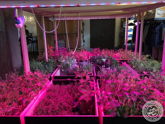 在丹麦哥本哈根的Noma生长草本