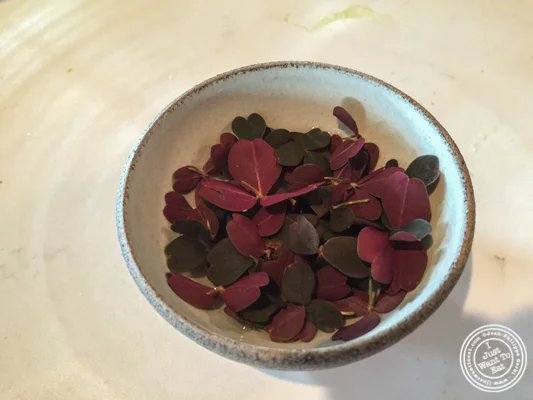 在Noma的玫瑰茶在哥本哈根,丹麦
