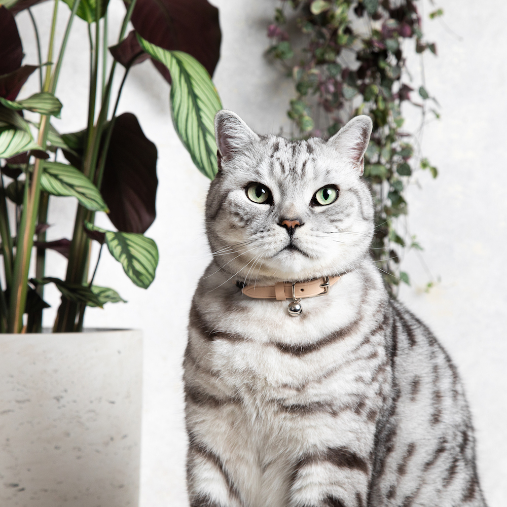 Cream Luxury Cat Collar Cheshire Wain