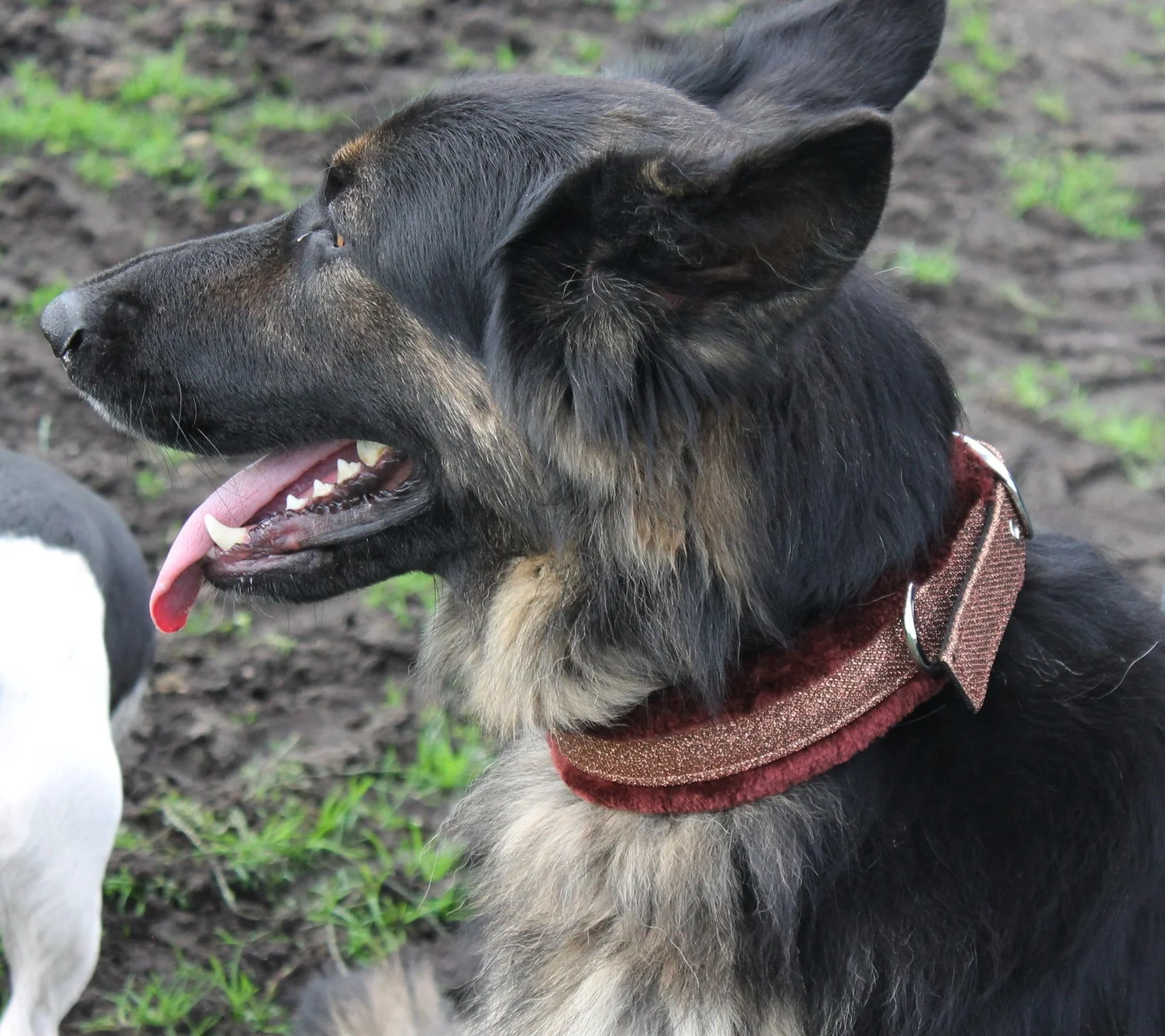 Stampede Equestrian Dog Collars