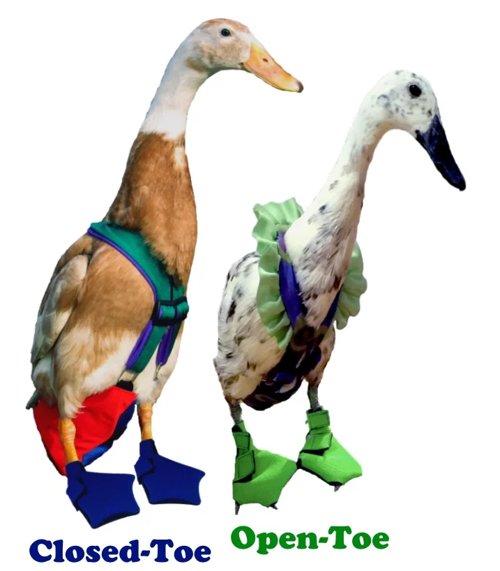 duck wearing boots