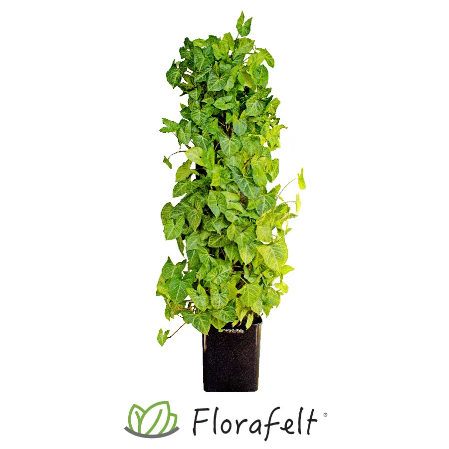 Compact Living Wall Kit Florafelt Living Wall Systems