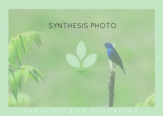 Synthesis Photography
