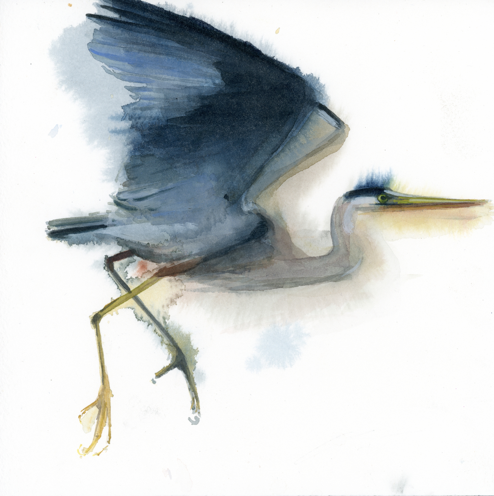 Great Blue Heron I Holly Wach