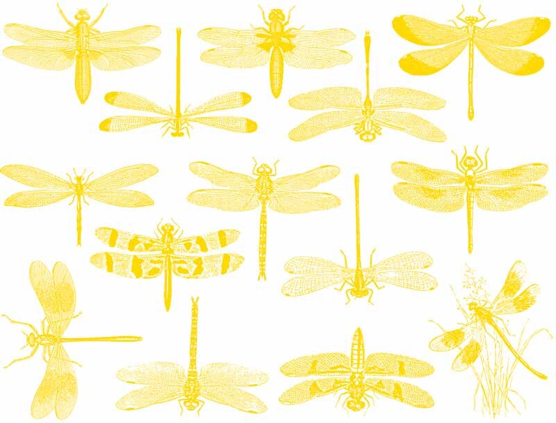 Glass Accents Dragonflies Gold Decal 