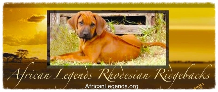 African Legends Rhodesian Ridgebacks