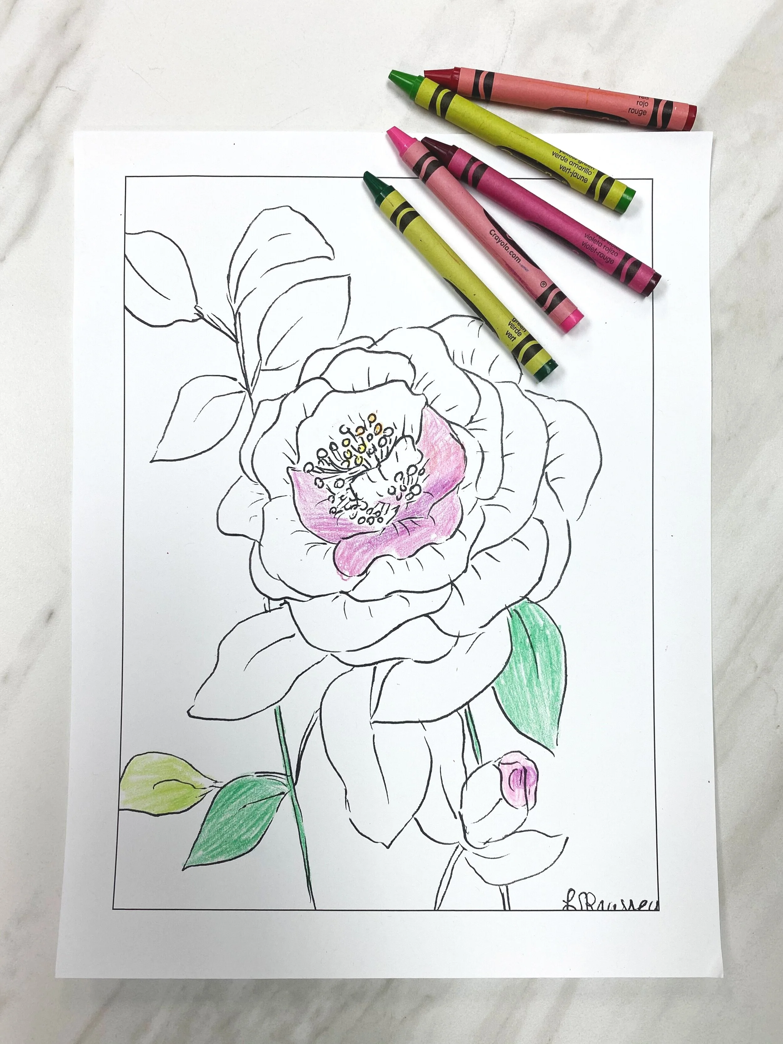 Coloring Pages Download Sibley Designs