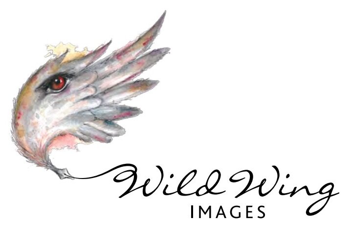 Wild Wing Images
