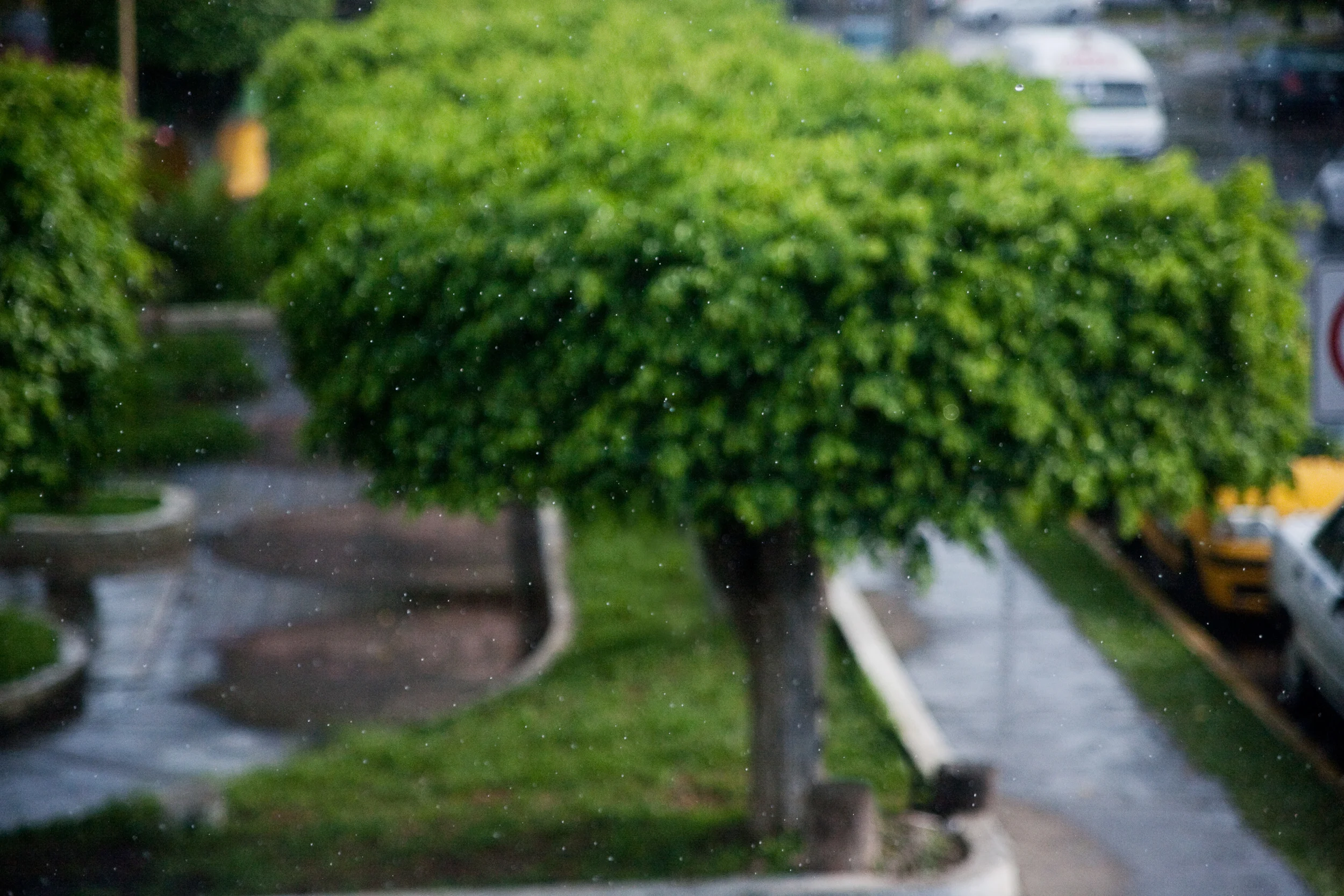 雨