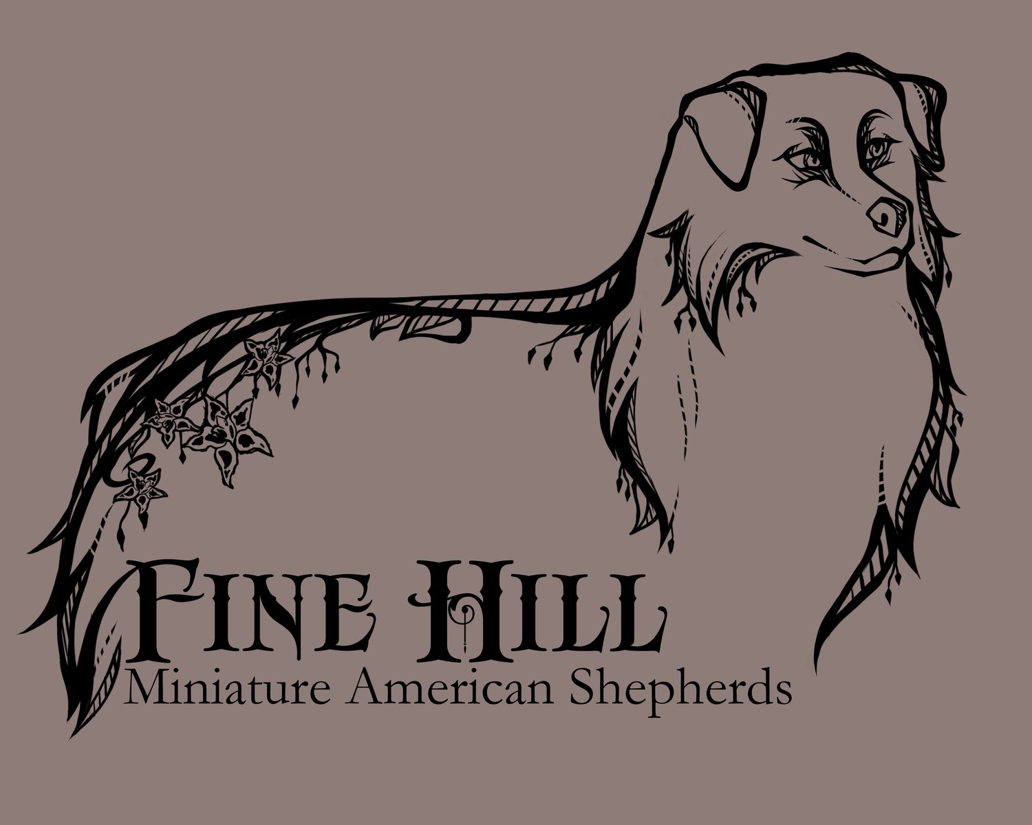 Fine Hill Aussies