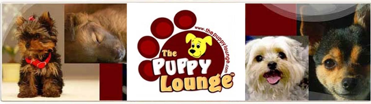 The Puppy Lounge for Little Dogs, Posh Dog Boarding, Dog Daycare, Dog Kennel, Dog Resort, Salt Lake City, Utah