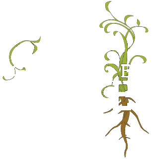 The Madison Greenhouse Store