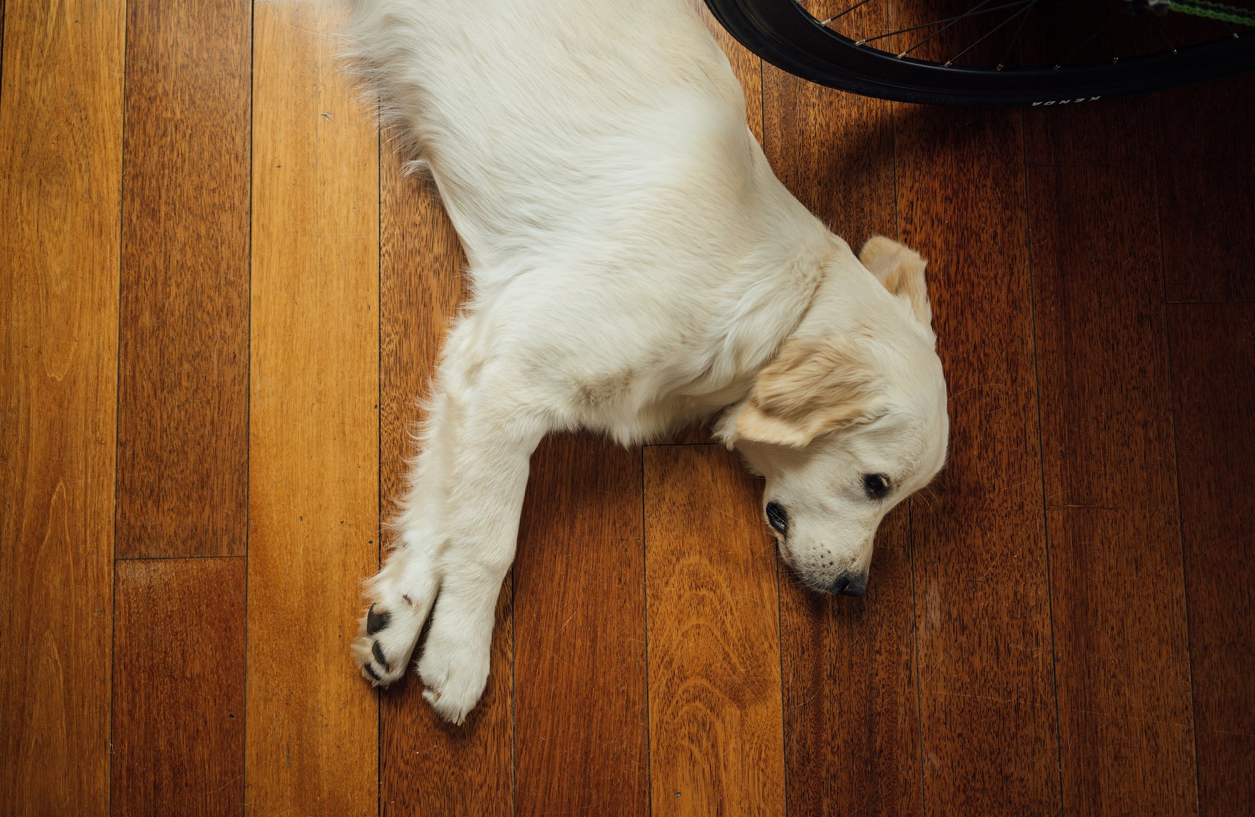 Floor doggy