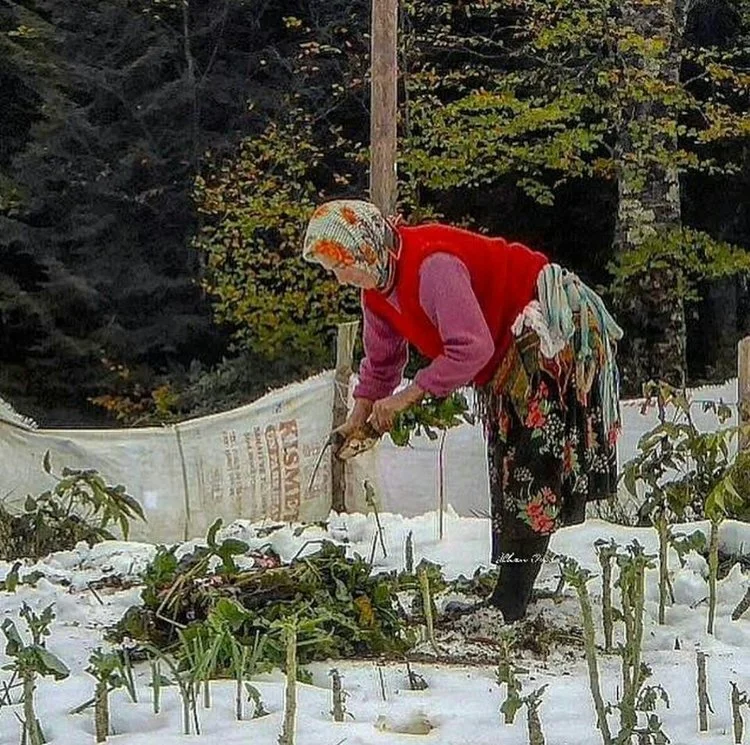 На побережье Черного моря в армянском Амшене зимы не суровы, но многоснежны