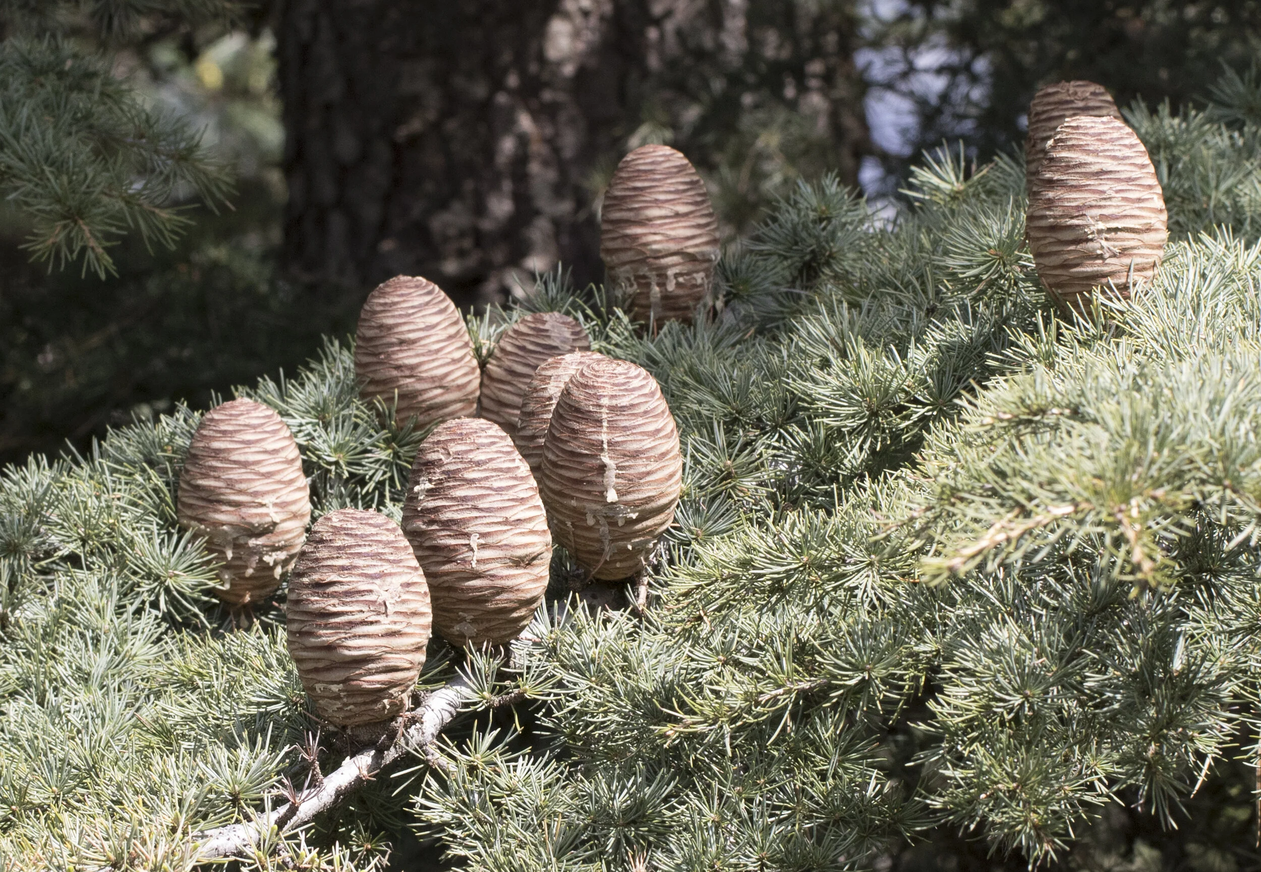 Cedrus libani compacta