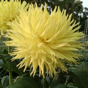 Crazy 4 Dahlias