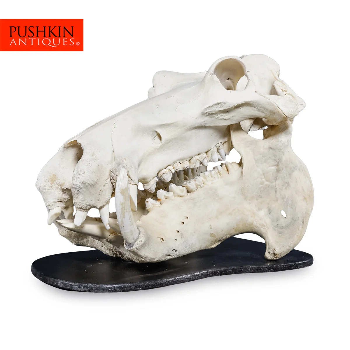 Get Wallpaper Pushkin Antiques Rare 20thc Hippopotamus Skull For Android Free