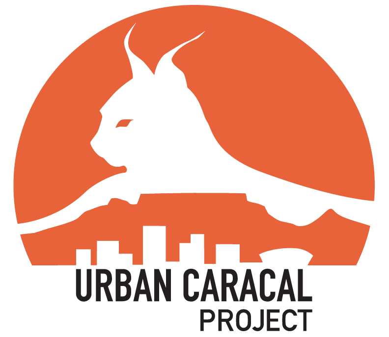 Caracal (rooikat) basics — Urban Caracal Project