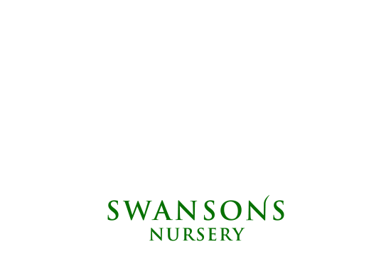 Pick the Perfect Christmas Tree at Swansons Nursery