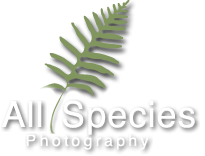 All Species Photography