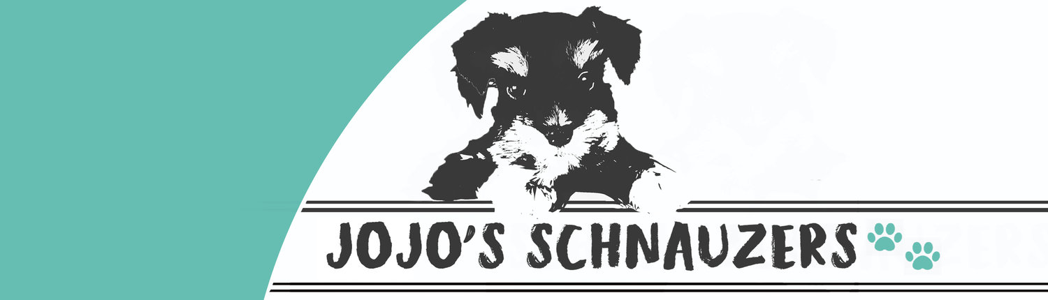 JoJo's Schnauzers