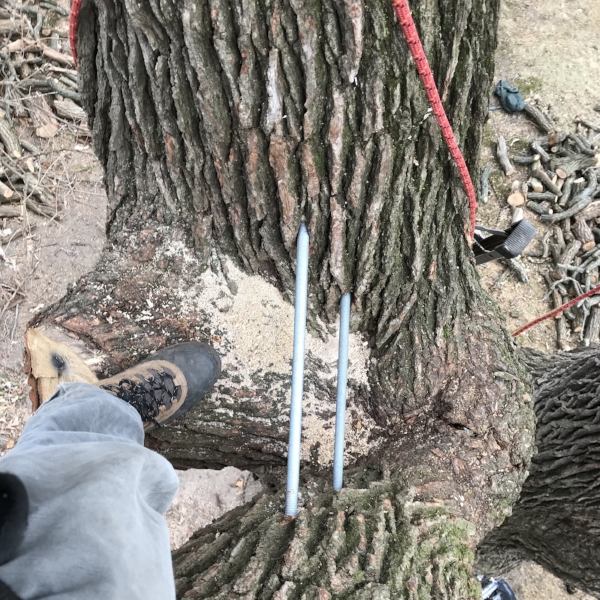 传统的毛刺橡木中的两个6英尺长牙套的顶视图
