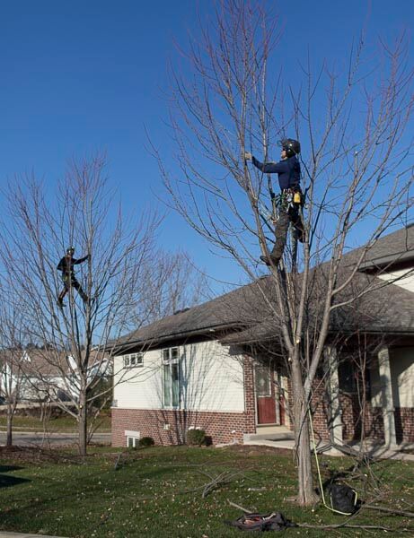 Pruning-Young-Trees.jpg