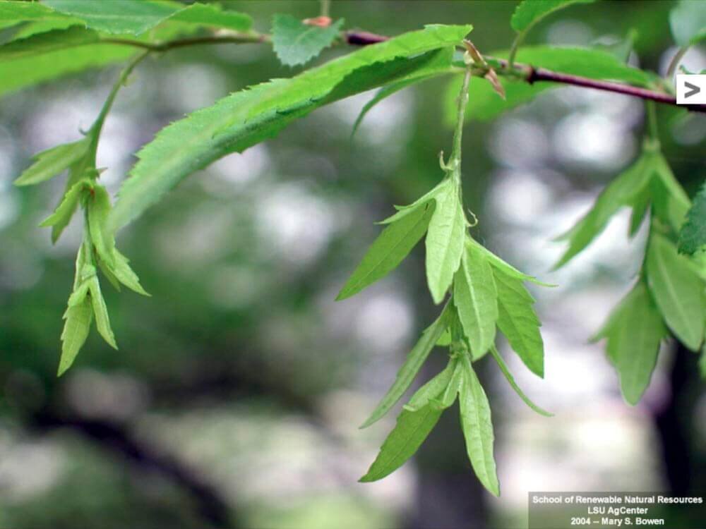 cle木坚果