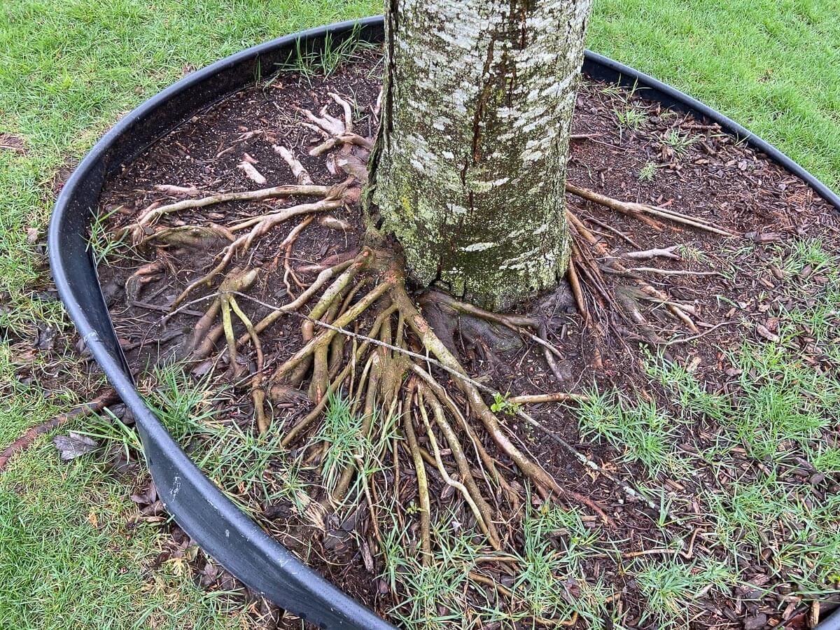 不定根从树的土壤上方升起的示例,其植根太深。有关处理此情况的详细信息,请参见下面的Scott评论。