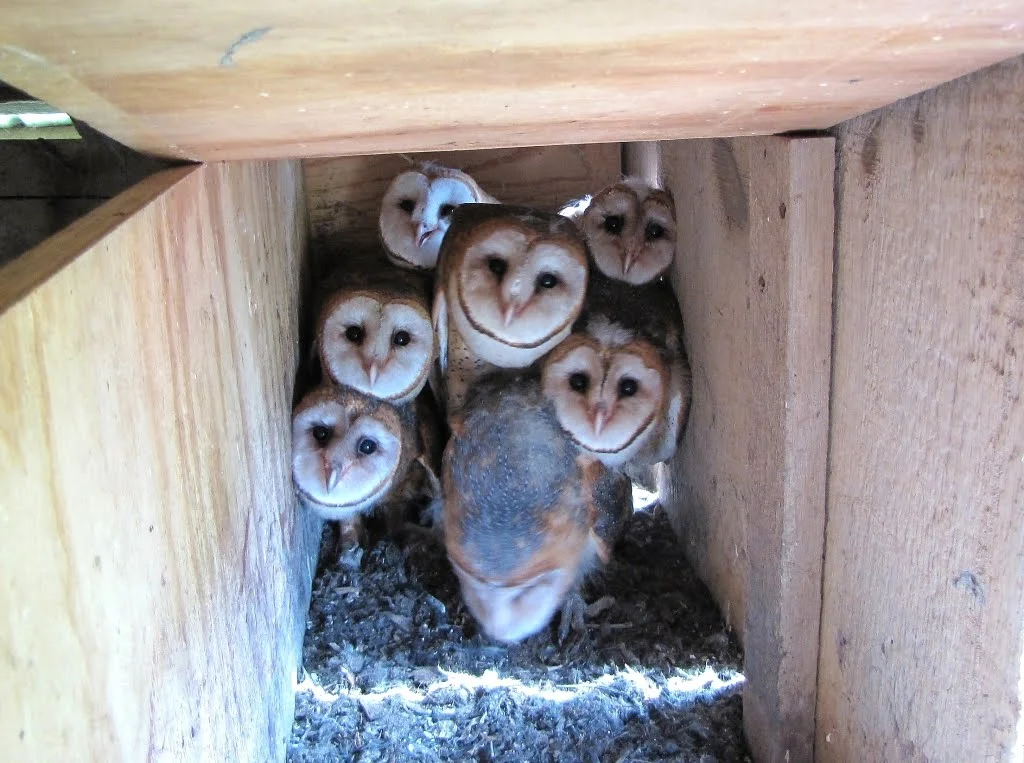 Claw Barn Owl Nesting Box Citizens For Los Angeles Wildlife